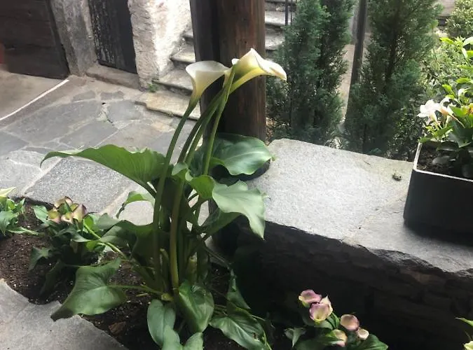 Garni Degli Angioli 酒店 阿斯科纳