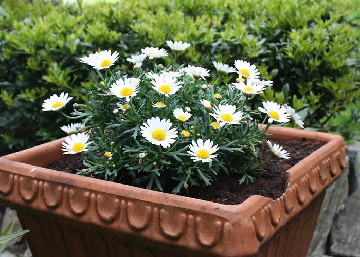 호텔 Garni Degli Angioli *