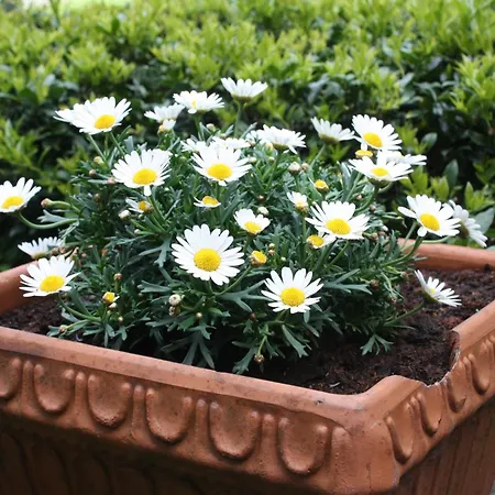 Hotel Garni Degli Angioli *